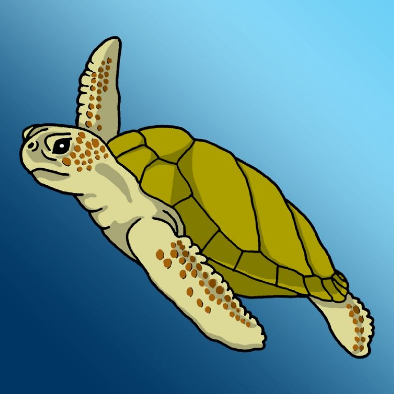 turtle